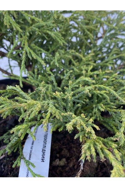 Кипарисовик горохоплідний Санголд - 5л/вис.15-25см/Ø30-40см